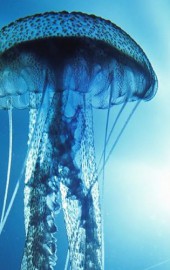 boxjellyfish_1000